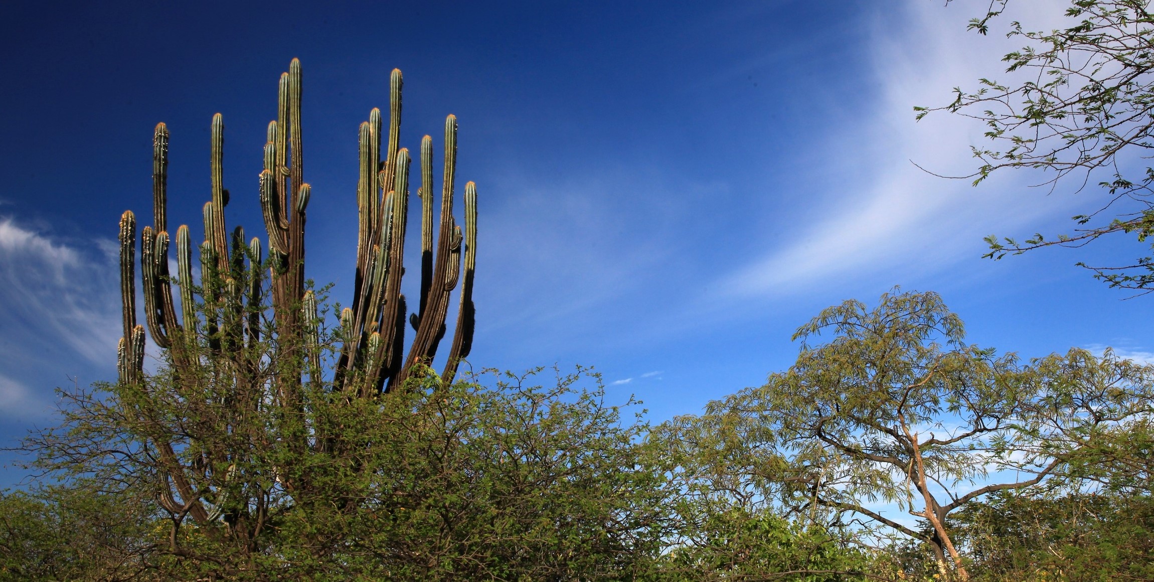 MMA abre consulta pública para o Plano de Ação Brasileiro de Combate à Desertificação e Mitigação dos Efeitos da Seca