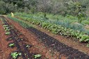 Plataforma reúne dados sobre o solo brasileiro nos diferentes biomas