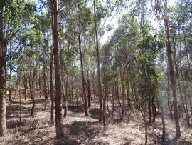 Photo of the landscape from the Wood site in VIC.