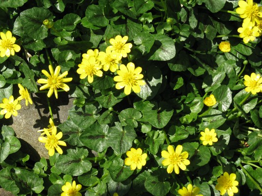 Little Yellow Flowers