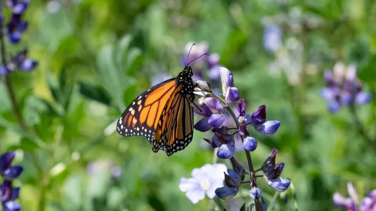 A butterfly lands on purple flowers