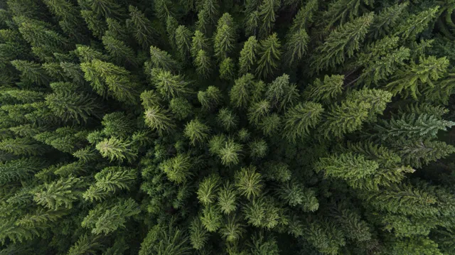 Vista aérea de un bosque verde 