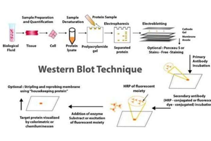 Western Blotting Diagram