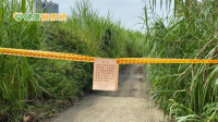 北市首例登革熱病毒定序出爐！與新北群聚一致　在文山區某菜園查出病媒蚊