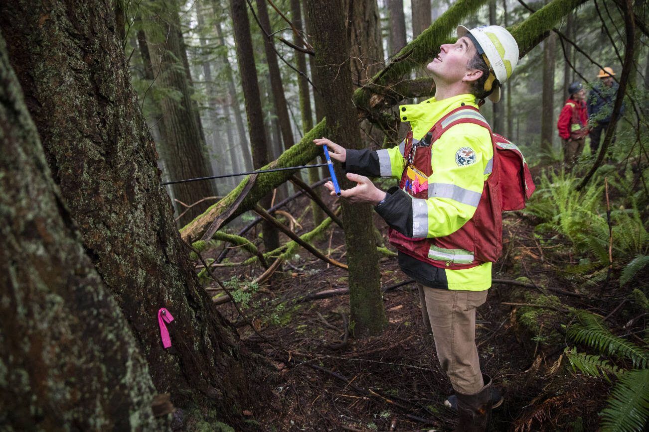 Jack Armstrong, a Starbird Unit forester, cores a tree located in a portion of the Stilly Revisited timber sale on Wednesday, May 29, 2024 in Arlington, Washington. (Ta'Leah Van Sistine / The Herald)