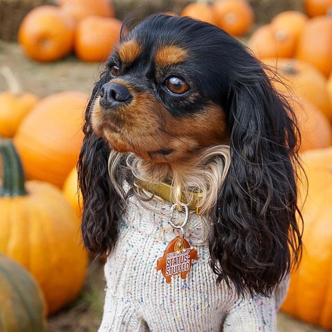 Pet of the week: Meet Daisy, the dog who received a sweet proposal after her owner got engaged