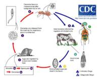 Brain Worm Offers New Explanation