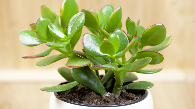 jade plant in pot