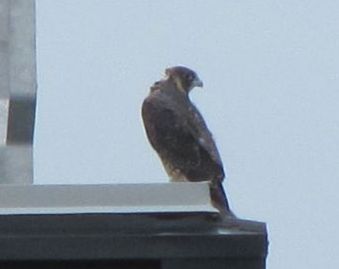 close-up-PFalcon-June-09-Old-Montreal