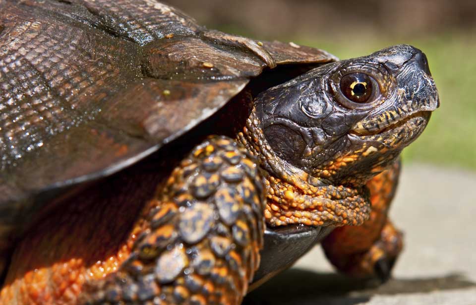 Wood Turtle