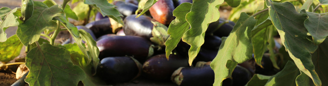 Food and Agriculture, Sudan