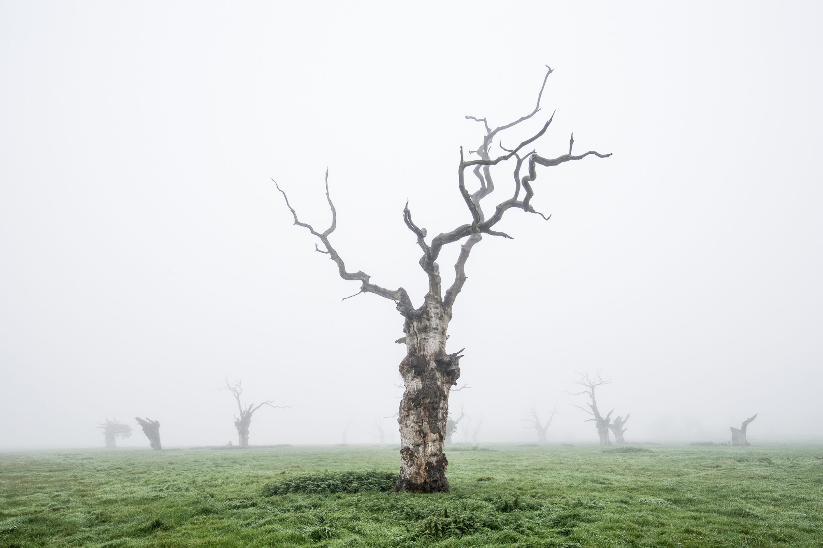 IGNANT-Photography-Luke-Hayes-Dead-Oaks-006