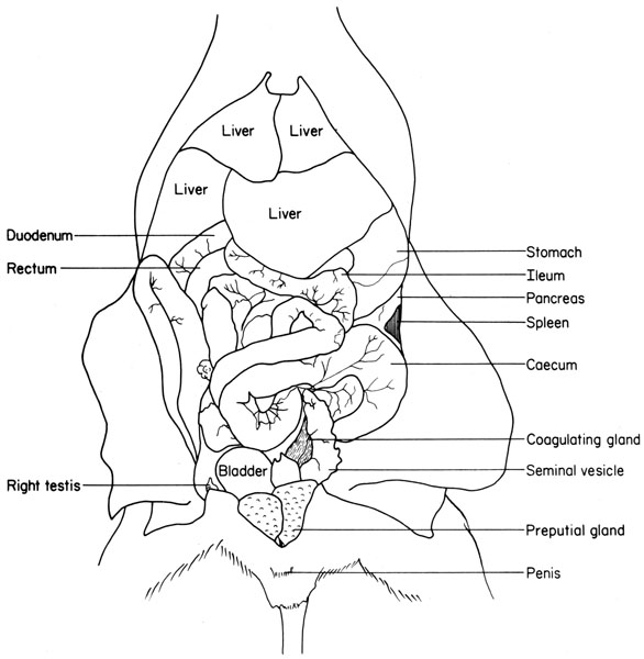 mouse liver anatomy - Animal and Zoology