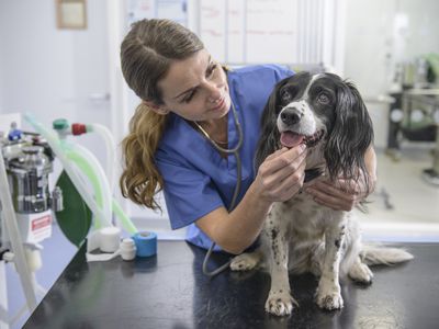 A vet inspects a dog's mouth.