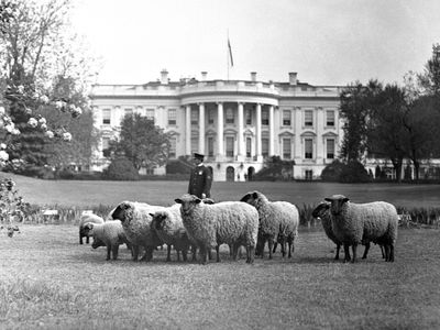 sheep at white house