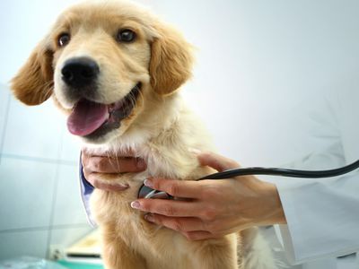 veterinarian's hand holding stethoscope to golden retriever puppy 