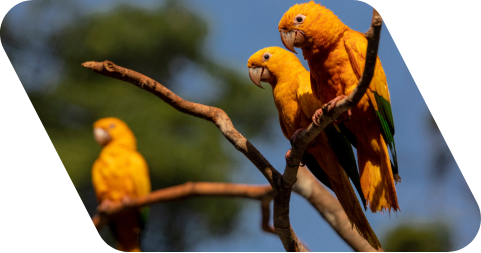 Fotografia de 4 aves amarelas em cima de um tronco sem folhas. Ao fundo, há árvores e um céu azul.