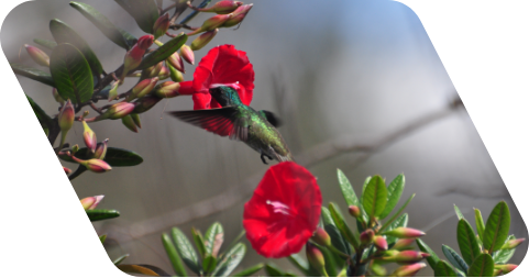 Fotografia de uma plantação com duas flores vermelhas. Há um beija-flor em uma delas.