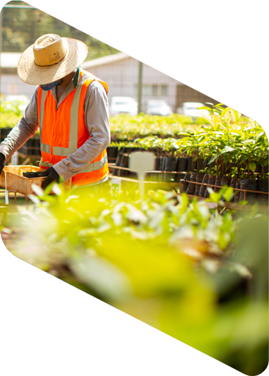 Profissional de agricultura com chapéu de palha cobrindo o rosto manipulando mudas de plantas. Ele está em uma estufa com diversas mudas e usa colete laranja e luvas pretas.