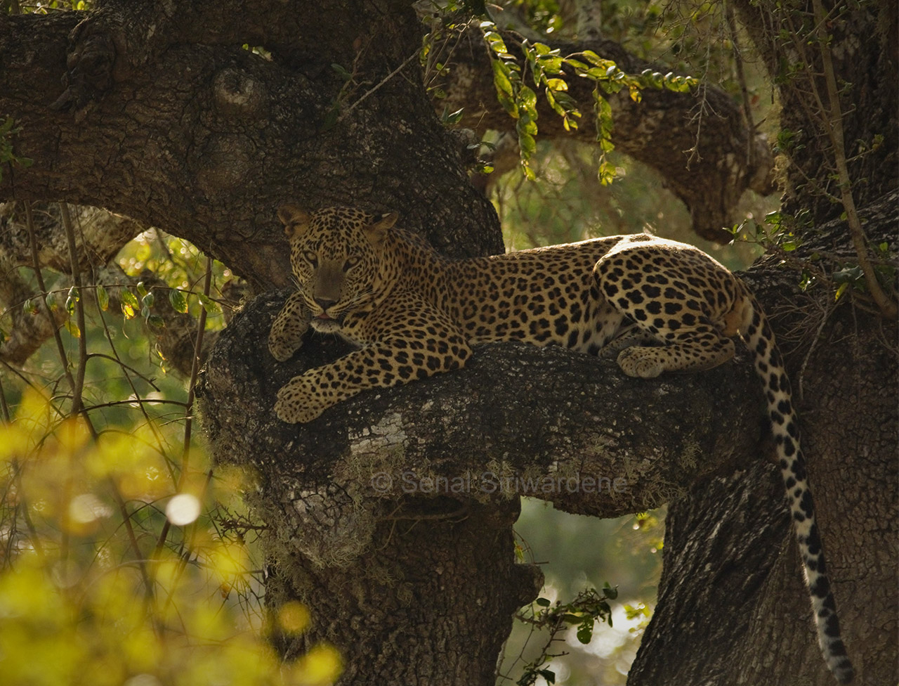 Sri Lankan Leopard