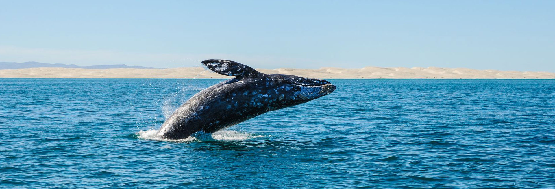 Glimpse of a blue whale