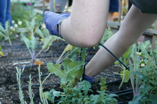 Post-Undergrads Cook’s Garden Workshop