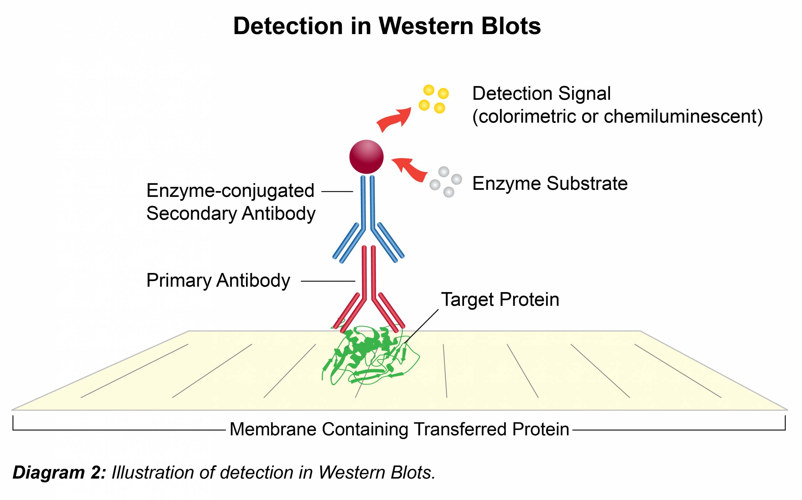 Schematic Diagram Of A Typical Western Blot The Typic - vrogue.co