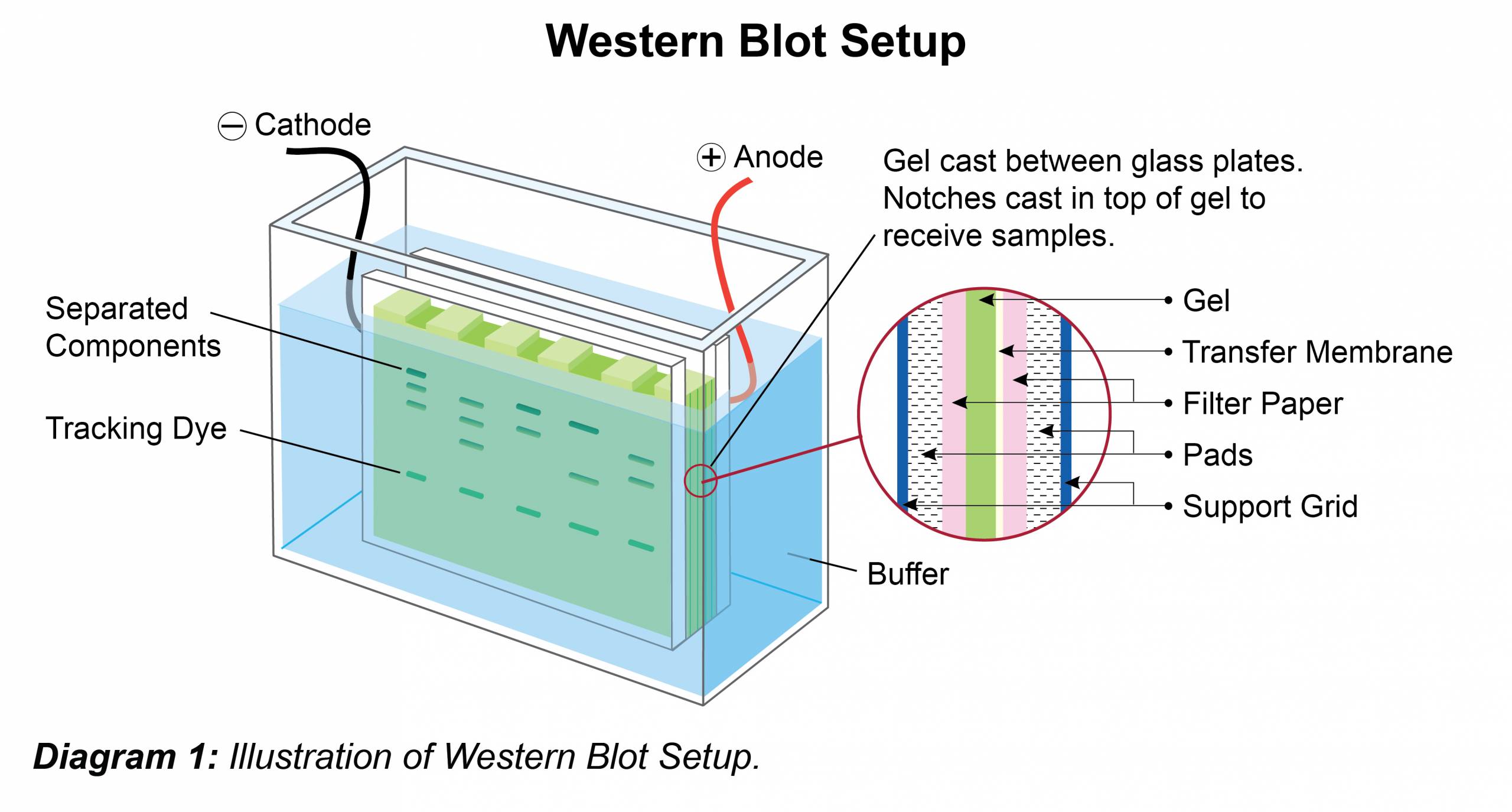 Western Blot Protocol | Leinco Technologies