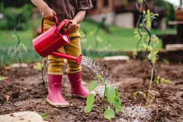 A child using a watering can on a plant