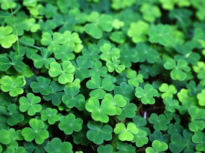 Close up of a bunch of green clovers