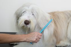 Dog being groomed with a comb