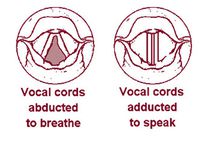 Vocal Cords