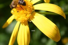 Reference Photographs for Artists : Bee on Flower