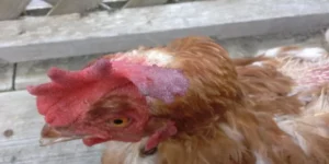 Chicken Comb Turning Purple: 5 Possible Causes & Treatments