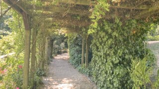 Under the pergola in the rookery