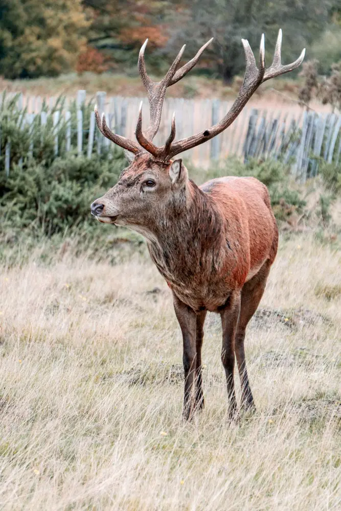 Deer in Richmond Park