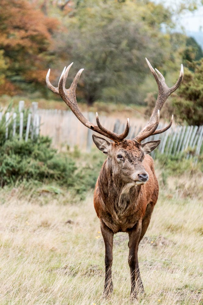 Stag in Richmond Park