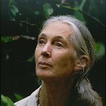 Jane Goodall Awarded Presidential Medal of Freedom