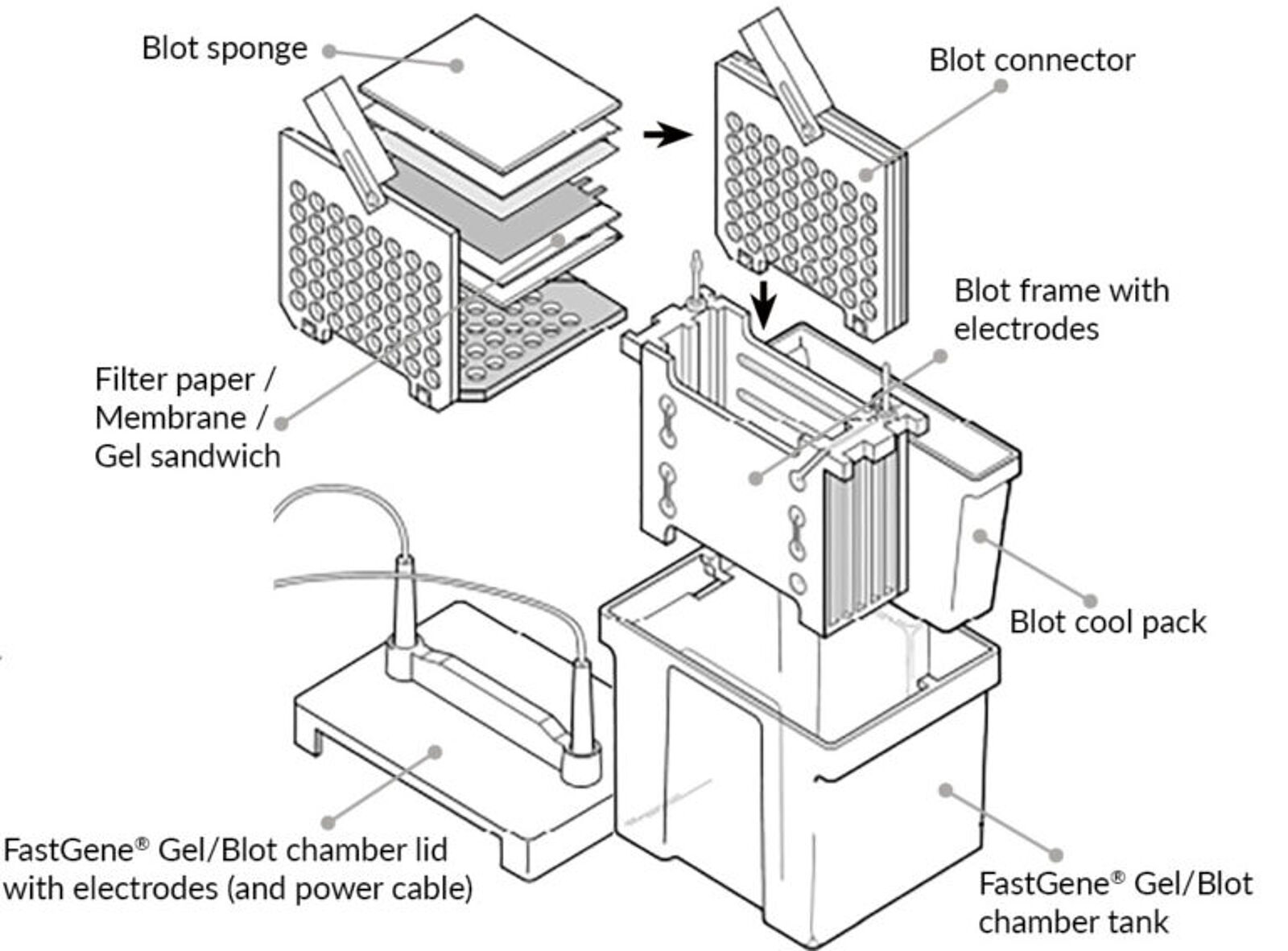 Western Blotting Diagram