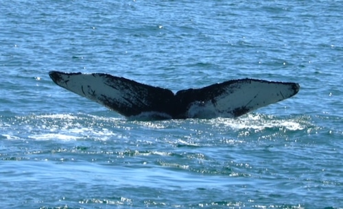 Humpback whale washes ashore on Marshfield beach; 6th case this year, group says