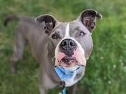 Chef Boyardee is one of many dogs whose adoption fee will be waived during "Mass Saves," a week-long adoption event happening at shelters across Massachusetts from July 15-21.