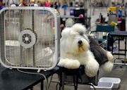 With temperatures soaring outside, "Rihanna" the Old English Sheepdog cools off with her own fan during the Yankee Cluster Dog Show happening now through Sunday on the grounds of the Eastern States Exposition in West Springfield.  She makes her home in Chatham, New Jersey, and was being shown by Cliff Steele.    (Don Treeger / The Republican)  7/6/2023