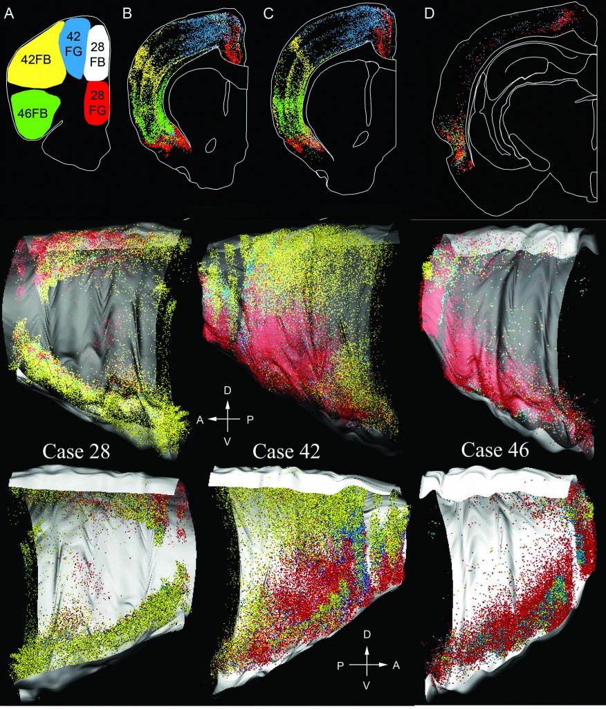 A 3D rendering of the distribution of retrogradely labeled cells in the cortex which project to five different areas in the frontal cortex