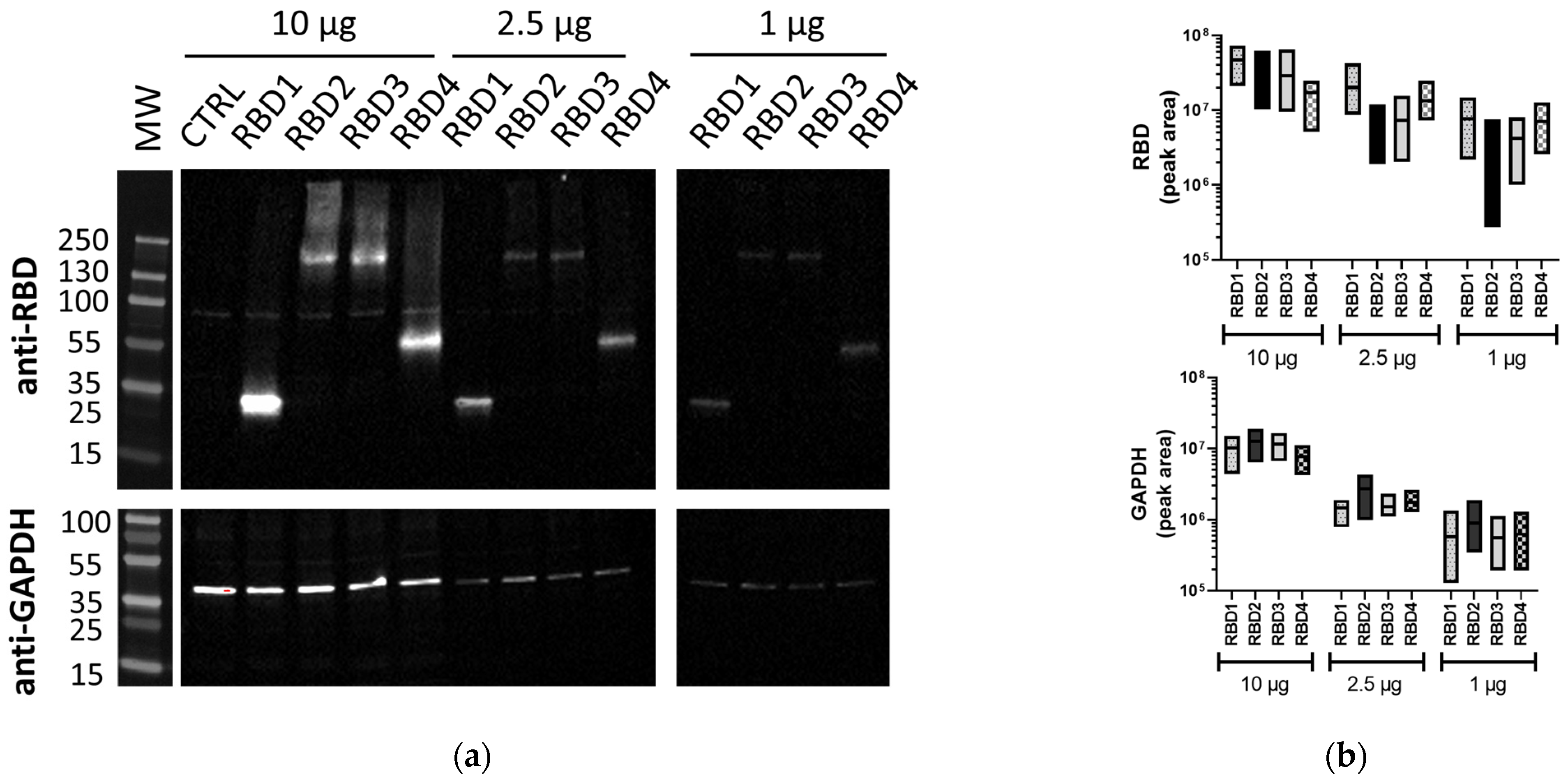 Western Blot