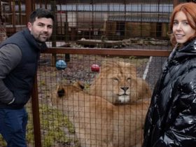 Stacey Dooley The British Lion King