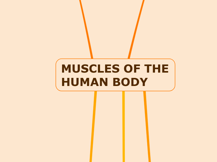 MUSCLES OF THE HUMAN BODY - Mind Map