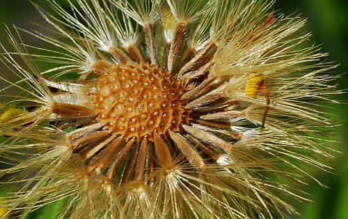 Heterotheca camporum var. camporum page