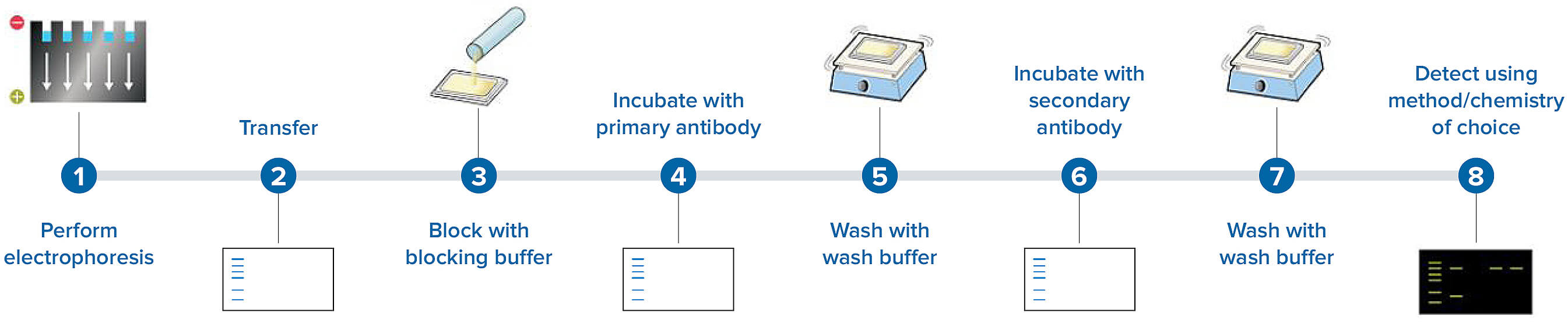 What Is Western Blot Used For - slideshare