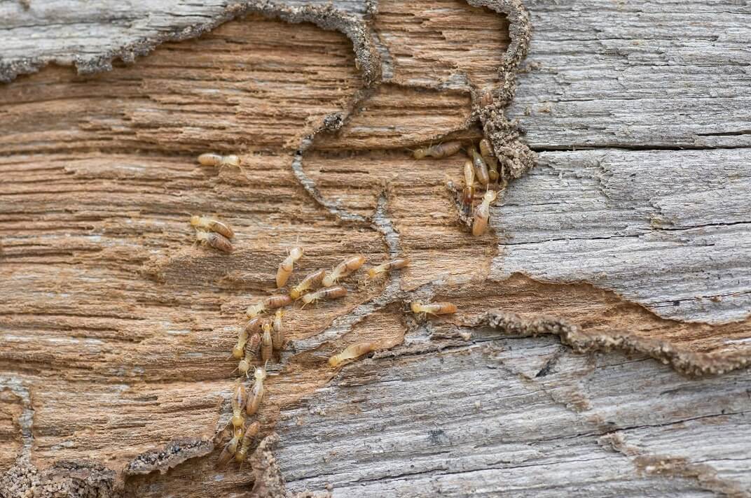 TERMITES