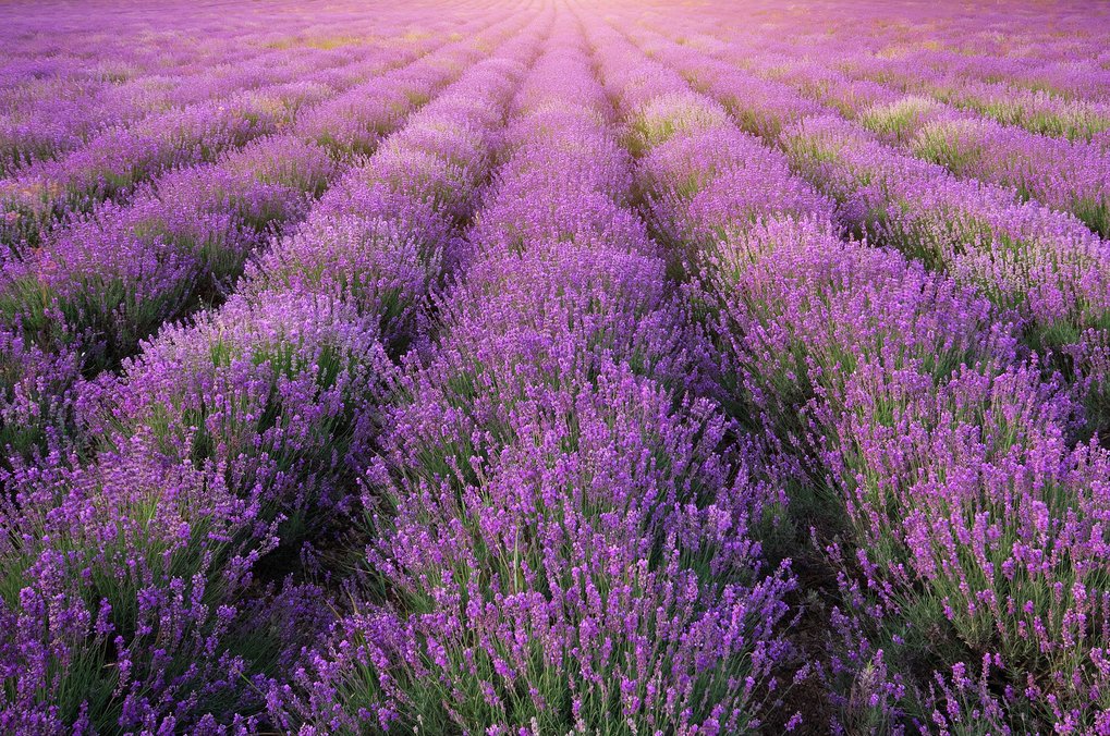 Field of parallel rows of Lavender plants, photografed in direction of the rows.